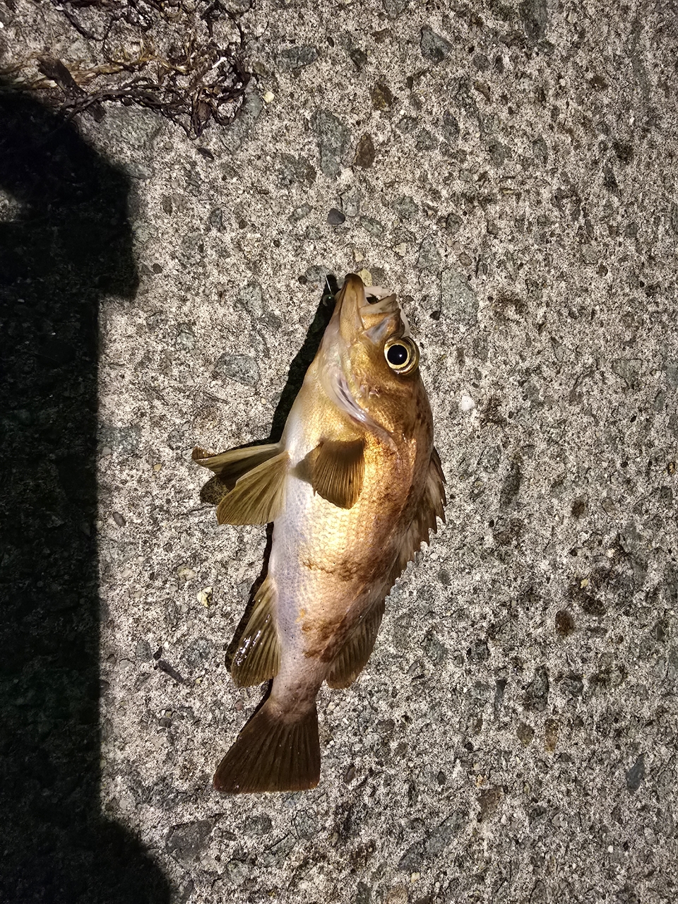 DAIWA 22イグジスト SF2500SS-Hの最安値・インプレ・釣果 | 本音