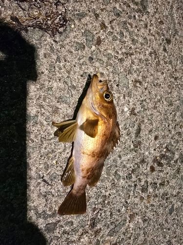 メバルの釣果