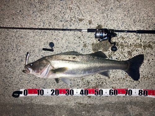 タイリクスズキの釣果