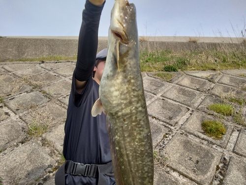 ナマズの釣果