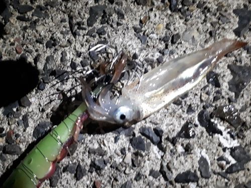スルメイカの釣果