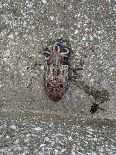 コウイカの釣果