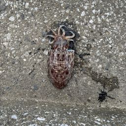 コウイカ