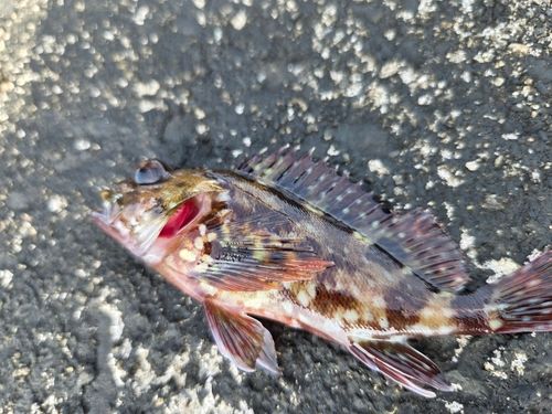 ガシラの釣果