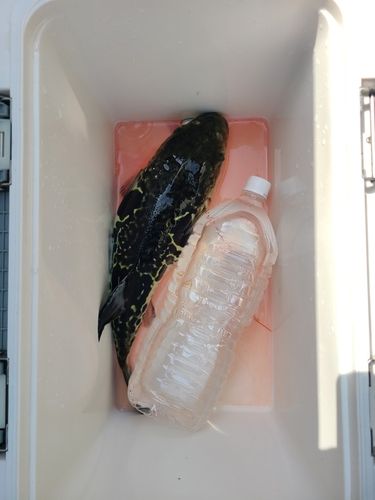 トラフグの釣果