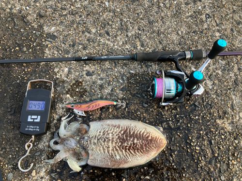 コウイカの釣果