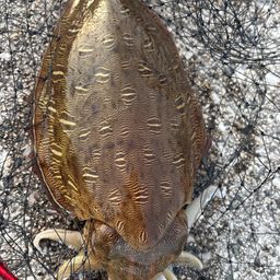モンゴウイカ