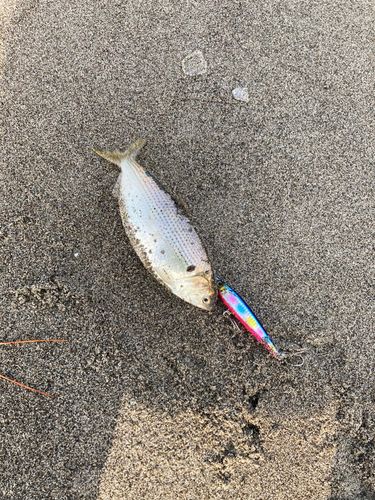 コノシロの釣果