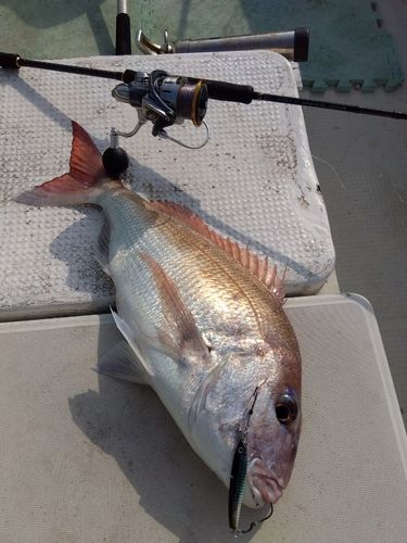 マダイの釣果