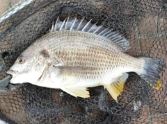 キビレの釣果