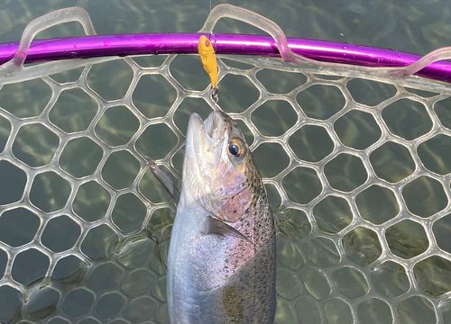 ニジマスの釣果
