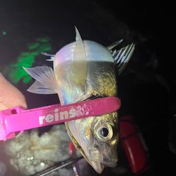 マアジ