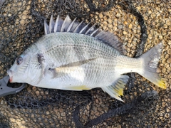 キビレの釣果