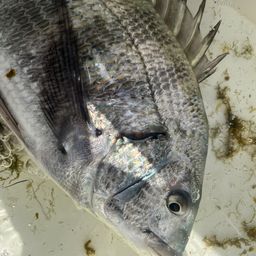クロダイ