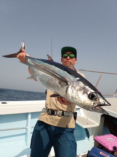 ビンチョウマグロの釣果