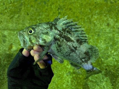クロソイの釣果