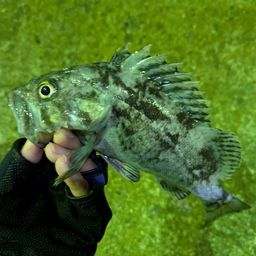 クロソイ