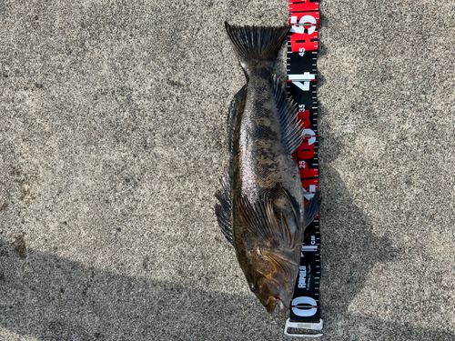 アイナメの釣果