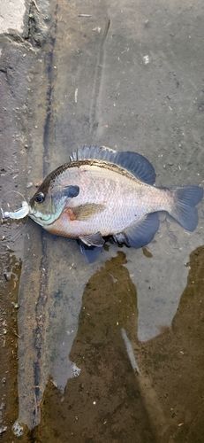 ブルーギルの釣果