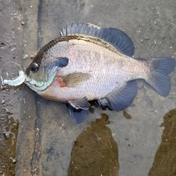 ブルーギル
