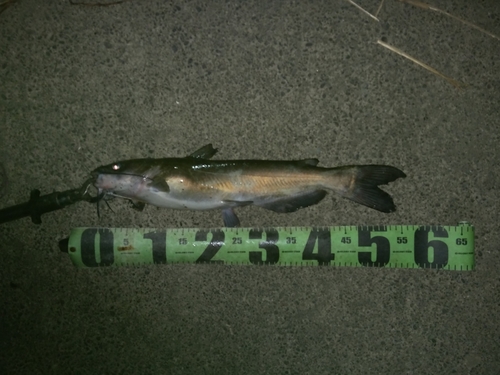 霞ヶ浦で釣れたナマズの釣り・釣果情報 - アングラーズ | 釣果