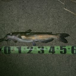 アメリカナマズ