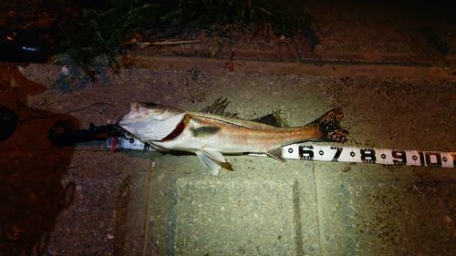 シーバスの釣果