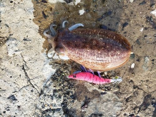イカの釣果