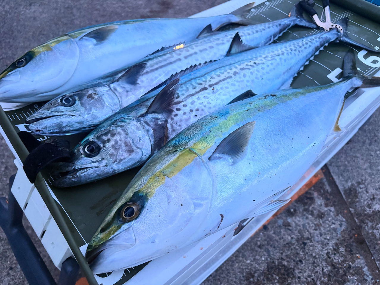 SHIMANO 21ゲーム タイプ LJ S63-2の最安値・インプレ・釣果 SHIMANO 21ゲーム タイプ LJ S63-2の最安値・インプレ・釣果