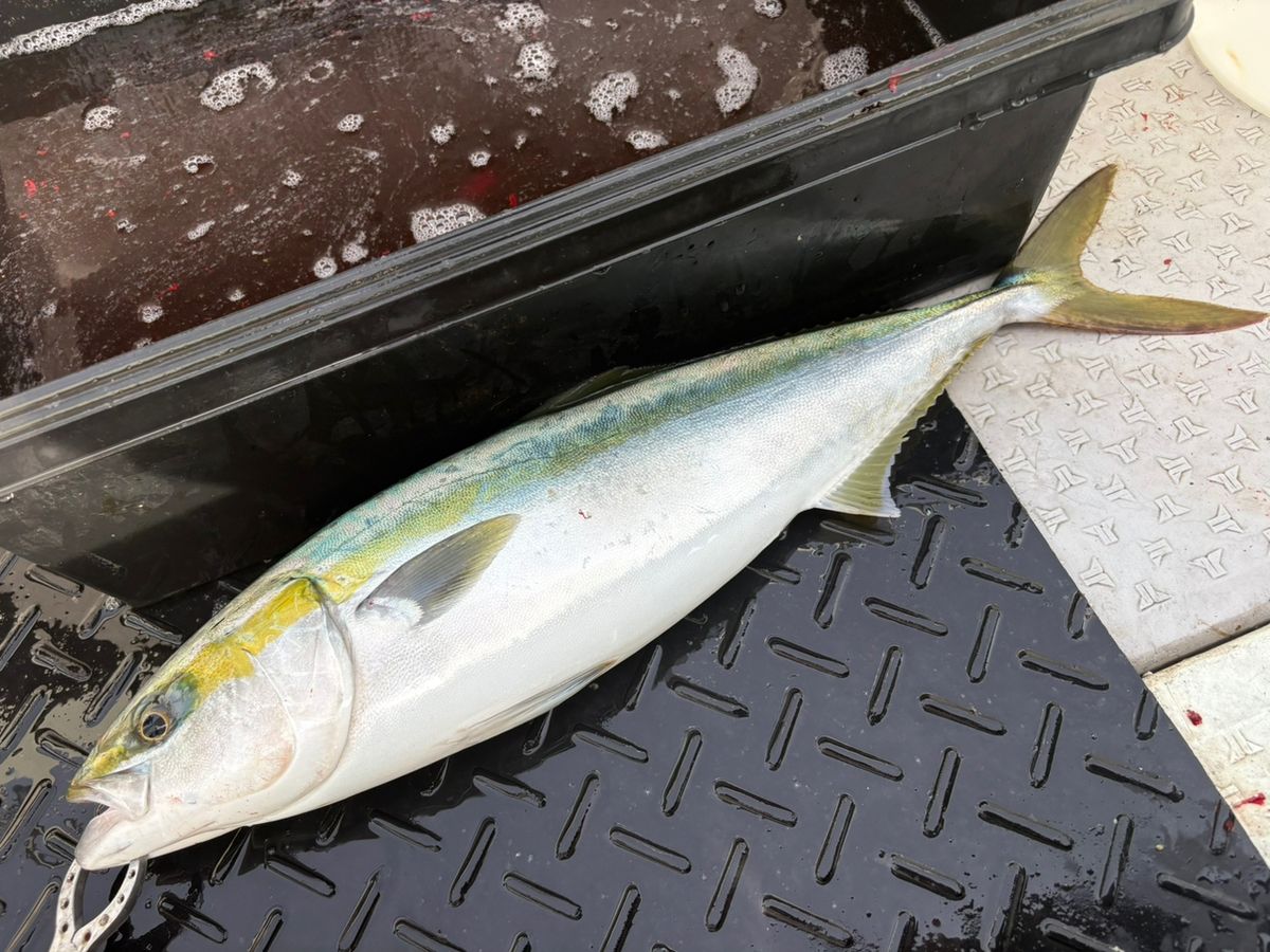 _tkgさんの釣果 2枚目の画像