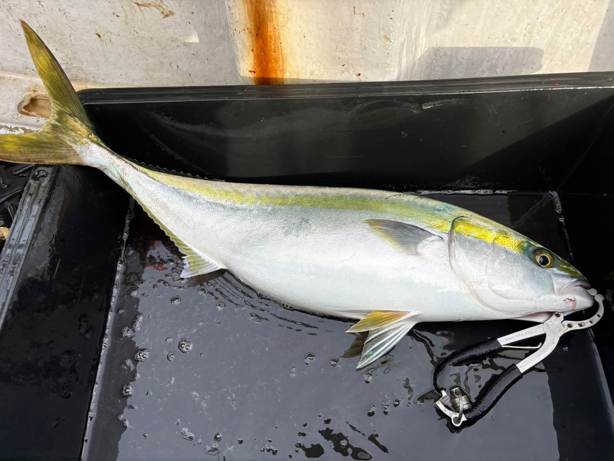 _tkgさんの釣果 3枚目の画像