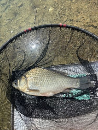 ヘラブナの釣果
