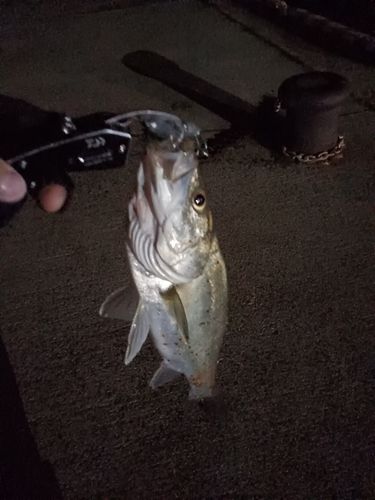 スズキの釣果