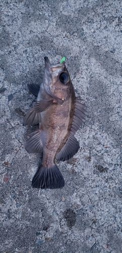 クロメバルの釣果