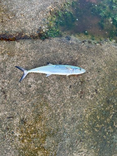 サゴシの釣果