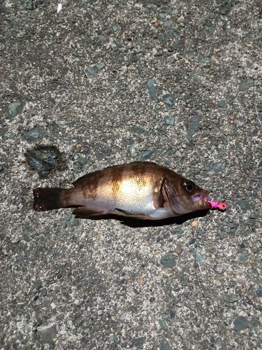 メバルの釣果