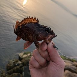 カサゴ