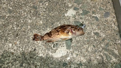 クロソイの釣果