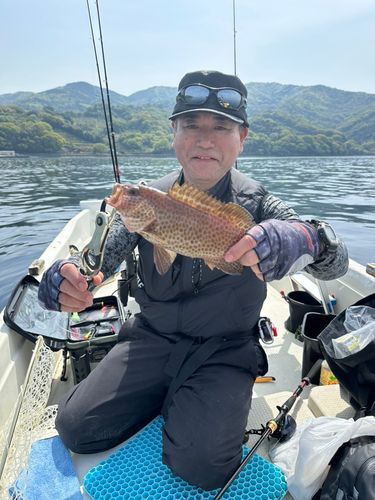 オオモンハタの釣果