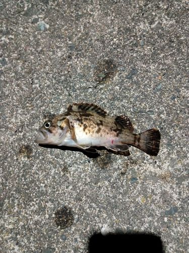 ソイの釣果