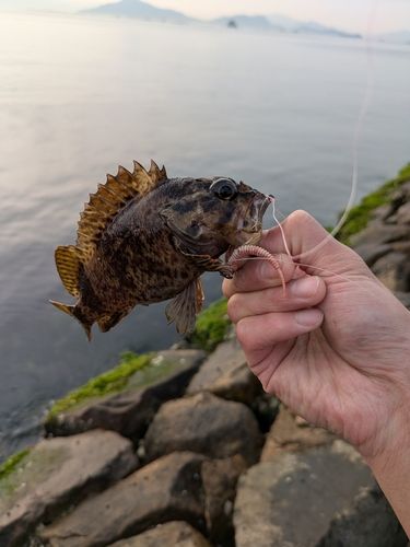 ムラソイの釣果