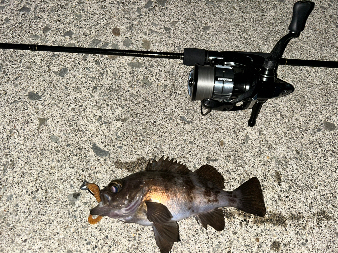 SHIMANO 23ヴァンキッシュ 2500Sの最安値・インプレ・釣果 SHIMANO 23ヴァンキッシュ 2500Sの最安値・インプレ・釣果