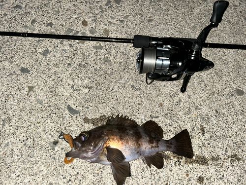 メバルの釣果