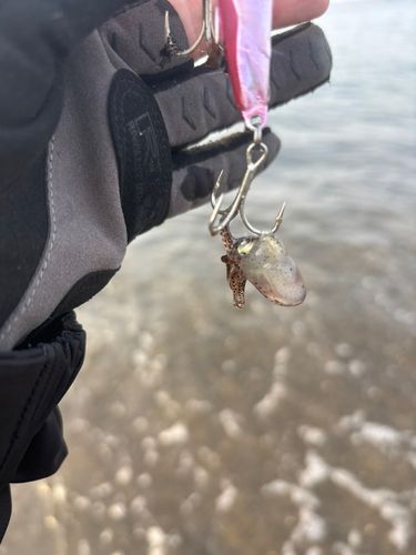 イカの釣果
