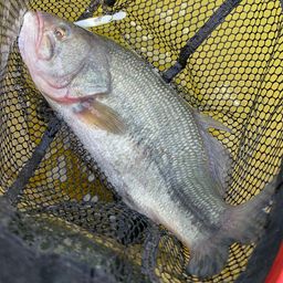 ラージマウスバス