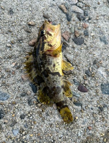 タケノコメバルの釣果