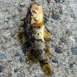 タケノコメバル