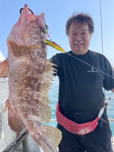 アコウの釣果
