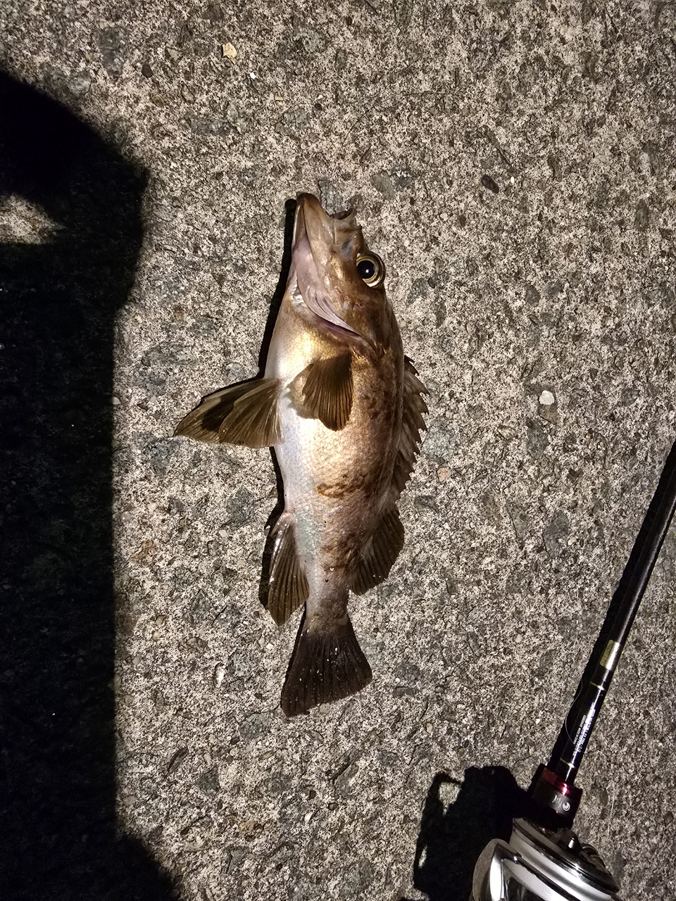 DAIWA 22イグジスト SF2500SS-Hの最安値・インプレ・釣果 | 本音 DAIWA 22イグジスト SF2500SS-Hの最安値・インプレ・釣果 | 本音