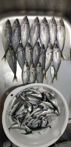 アジの釣果
